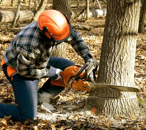 Tree Removal in Free Union, VA